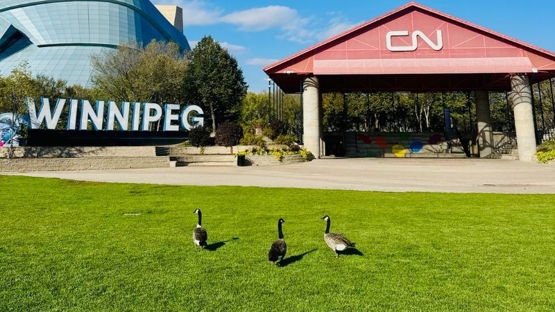 A group of birds walking towards CN Stage.